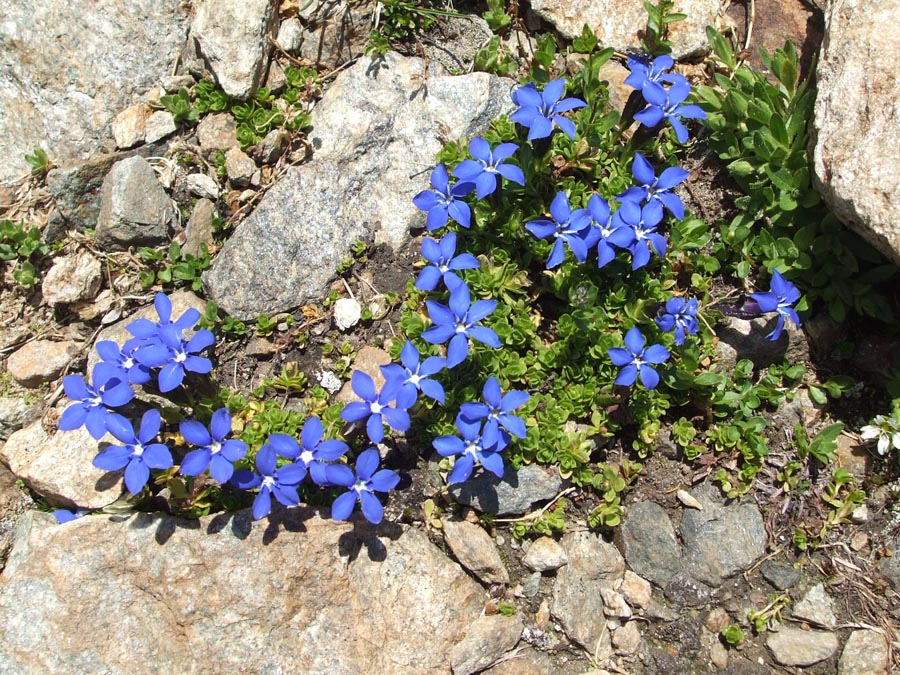 immagini/galleria natura/gentiana nivalis 155 - Rifugio Costapiana - Valle di Cadore